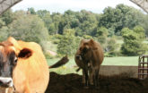 Cattle Building