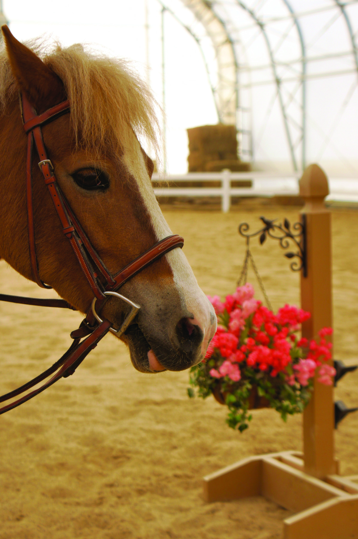 Isinglass Equestrian