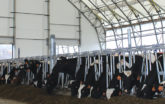 Fabric dairy barns