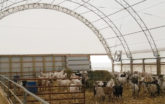 Livestock housing