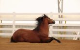 When People Speak for Horses, We Listen