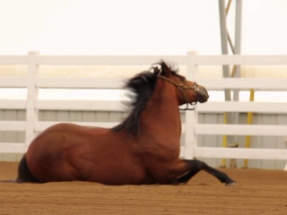 When People Speak for Horses, We Listen