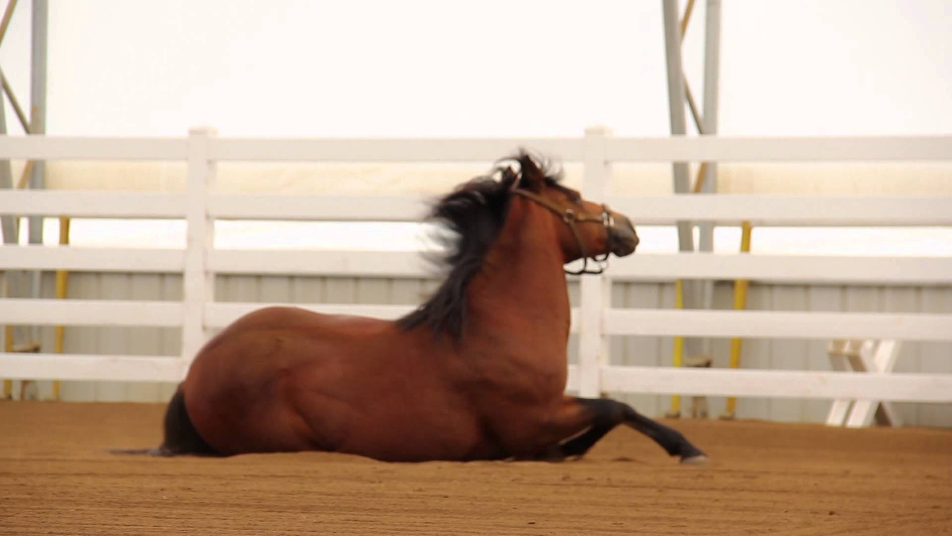 When People Speak for Horses, We Listen