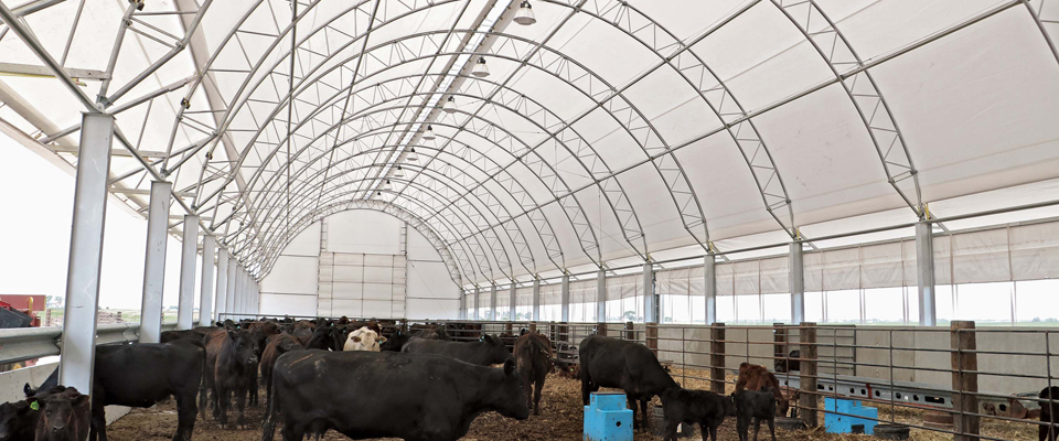 Livestock Fabric Building - Beef Master System