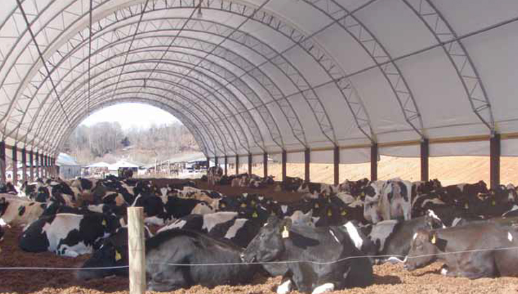 Livestock under a round fabric building