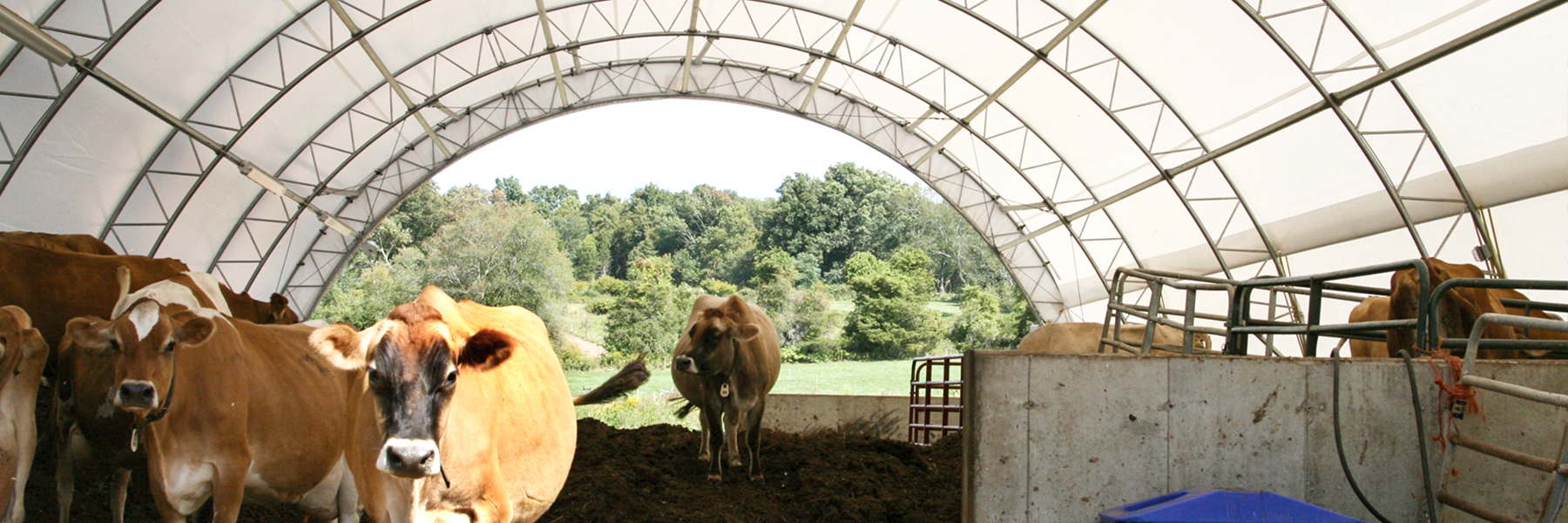 Cattle under a round HD Building in CT