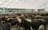 group of cows under fabric structure