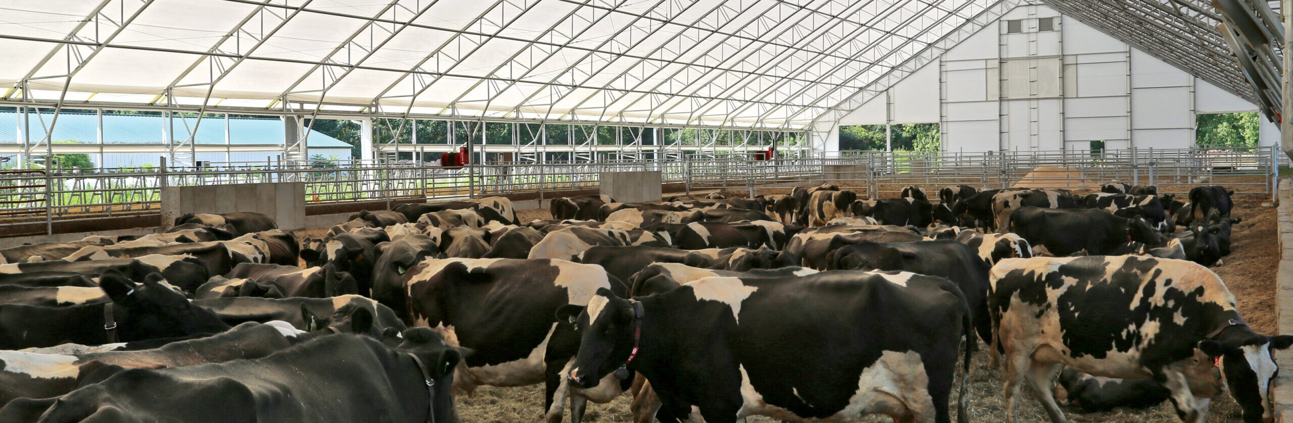 group of cows under fabric structure