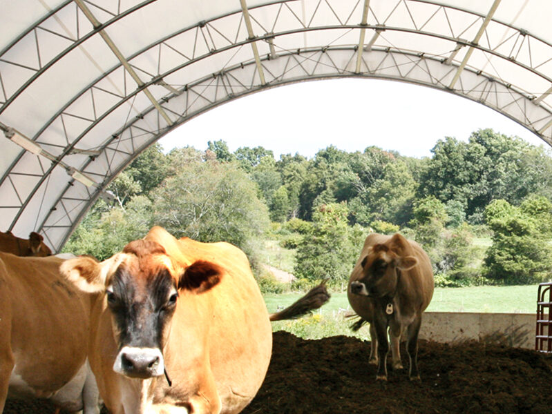 Cattle under a round HD Building in CT