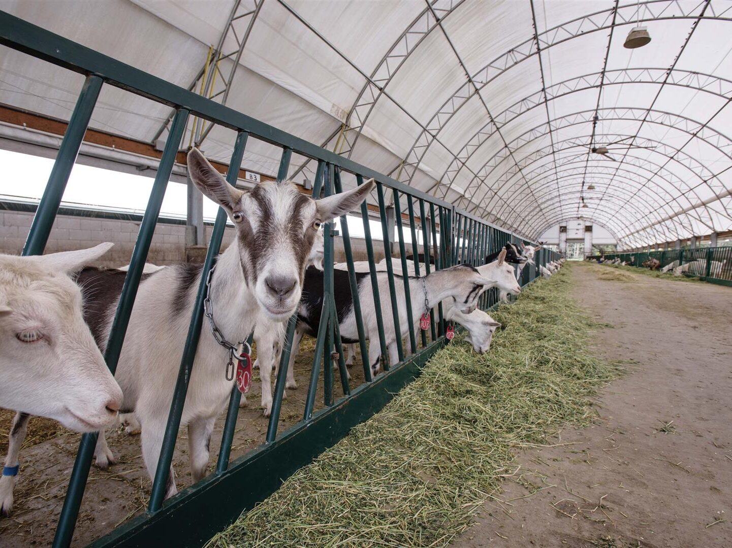 Goats in a white fabric structure
